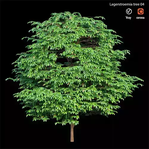 Lagerstroemia tree 03