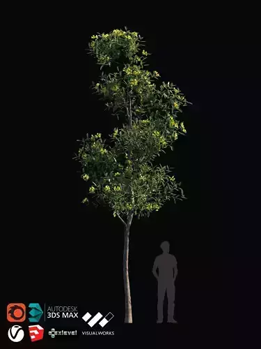 TABEBUYA Handroanthus chrysotrichus 01 - VRAY-CORONA-GROWFX 3D model