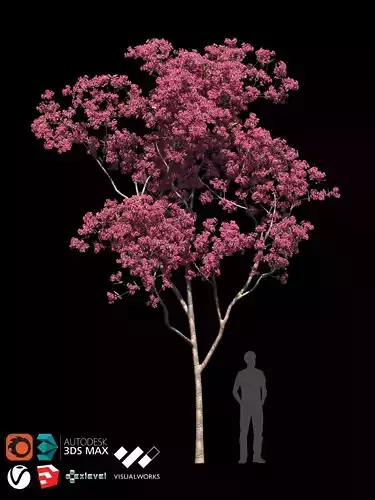 TABEBUYA Handroanthus chrysotrichus 02 - VRAY-CORONA-GROWFX 3D model