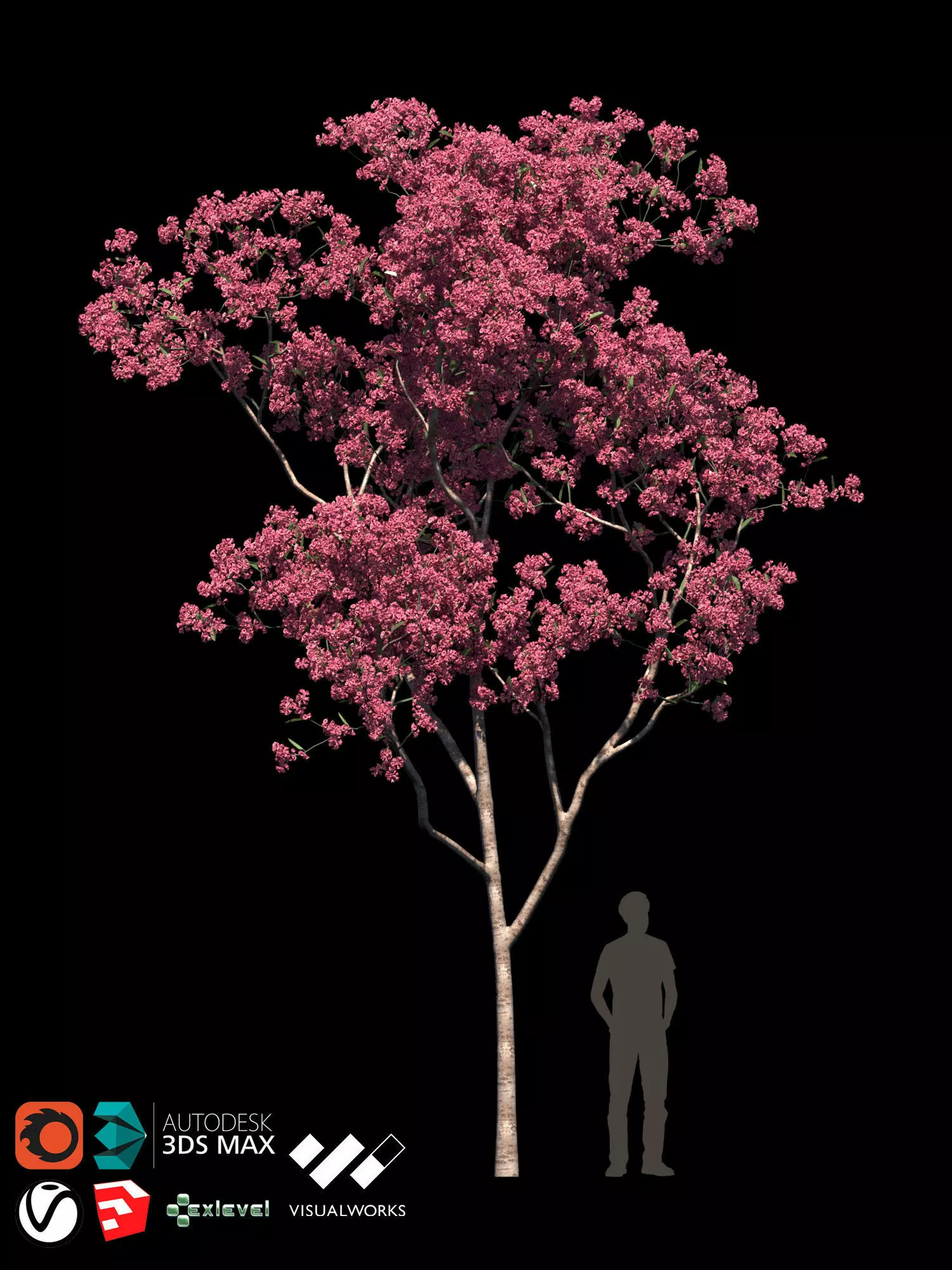 TABEBUYA Handroanthus chrysotrichus 02 - VRAY-CORONA-GROWFX 3D model
