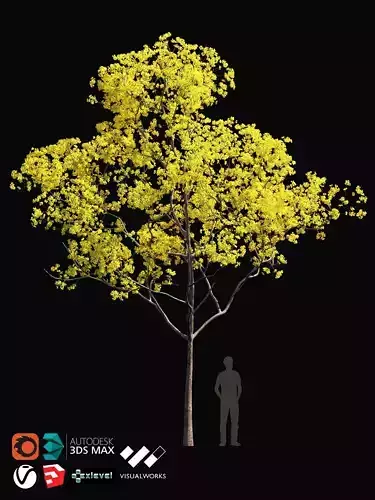 TABEBUYA Handroanthus chrysotrichus 03 - VRAY-CORONA-GROWFX 3D model