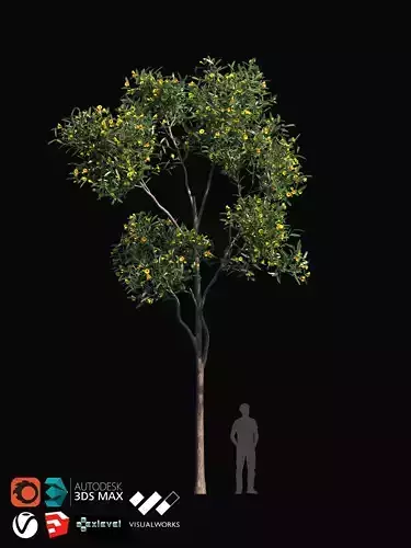 TABEBUYA Handroanthus chrysotrichus 04 - VRAY-CORONA-GROWFX 3D model