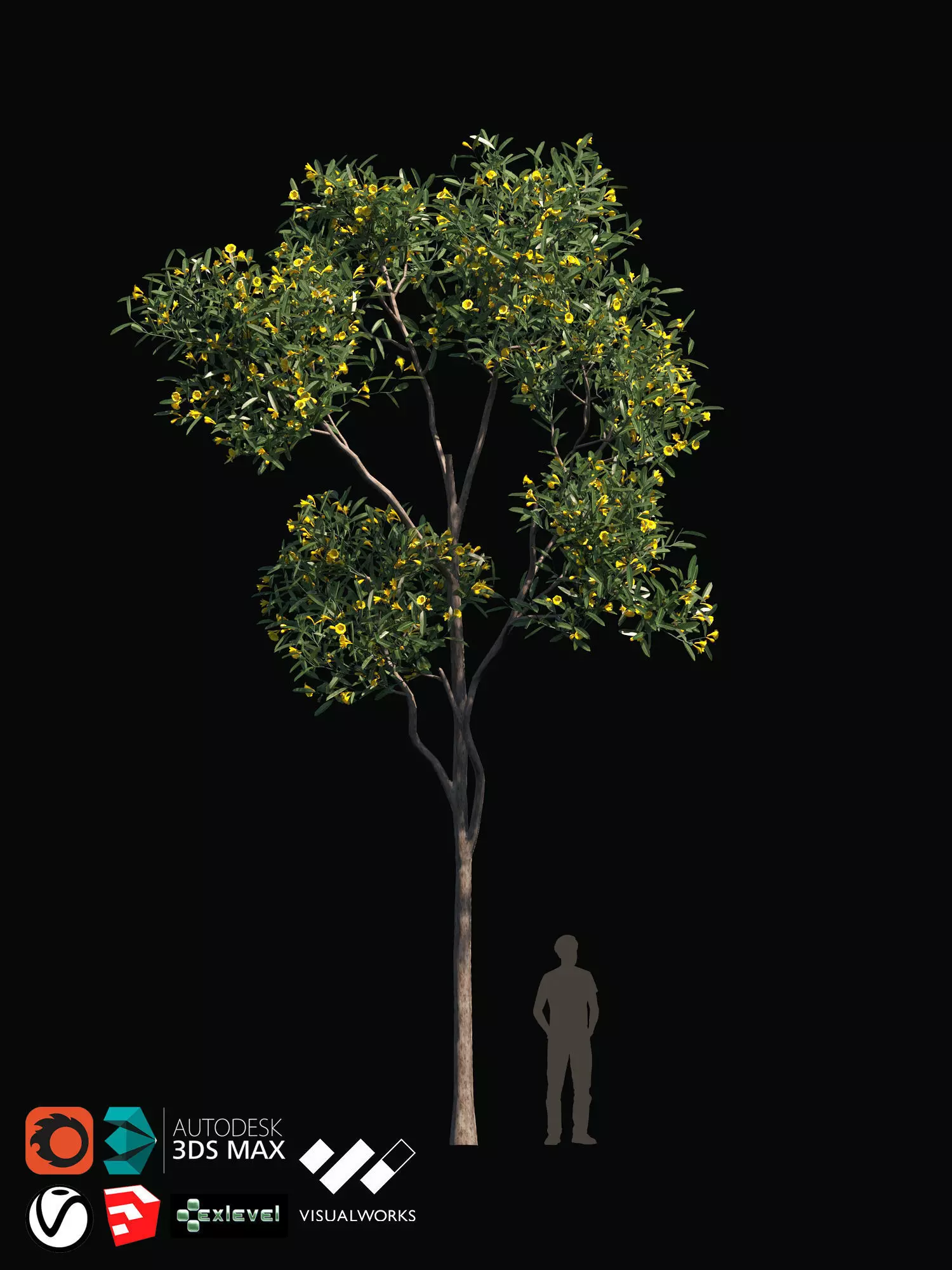 TABEBUYA Handroanthus chrysotrichus 04 - VRAY-CORONA-GROWFX 3D model