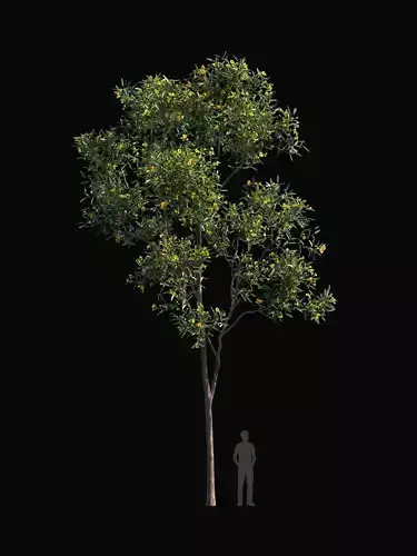 TABEBUYA Handroanthus chrysotrichus 05 - VRAY-CORONA-GROWFX 3D model