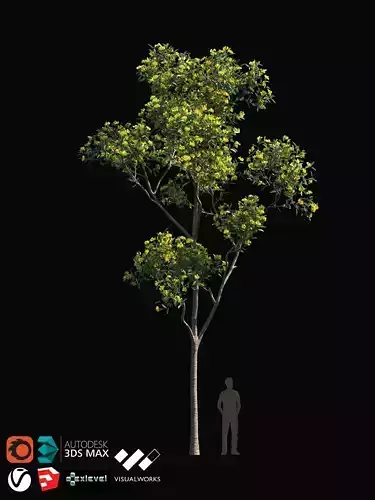 TABEBUYA Handroanthus chrysotrichus 06 - VRAY-CORONA-GROWFX 3D model