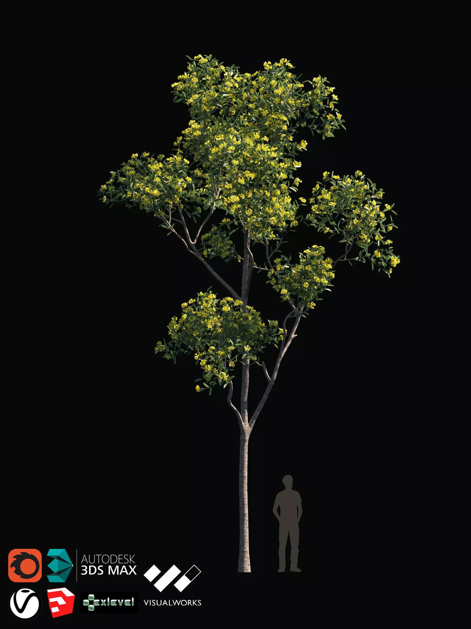 TABEBUYA Handroanthus chrysotrichus 06 - VRAY-CORONA-GROWFX 3D model