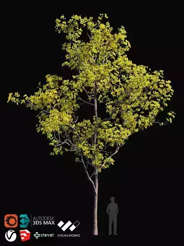TABEBUYA Handroanthus chrysotrichus 07 - VRAY-CORONA-GROWFX  3D model