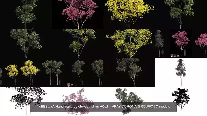 TABEBUYA Handroanthus chrysotrichus VOL1 - VRAY-CORONA-GROWFX
