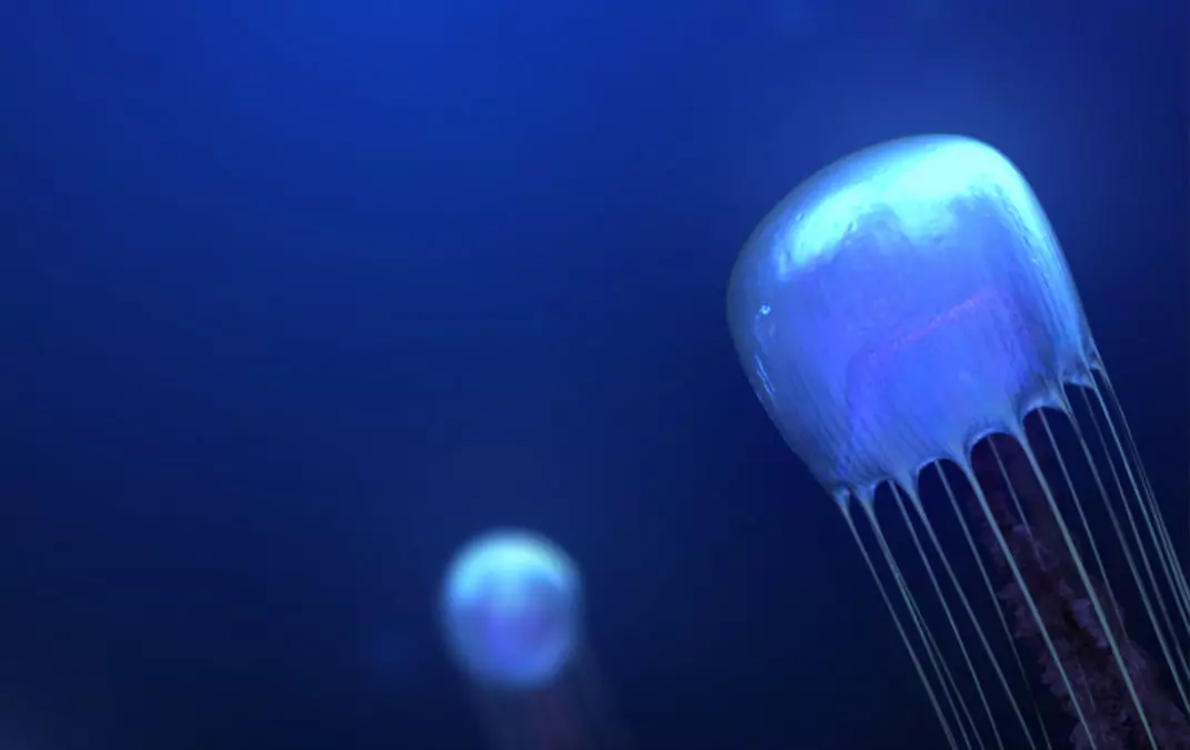 Bio-luminous Jellyfish 3D model_0