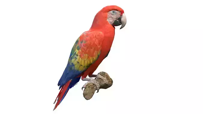 Scarlet Macaw Low-poly 3D model
