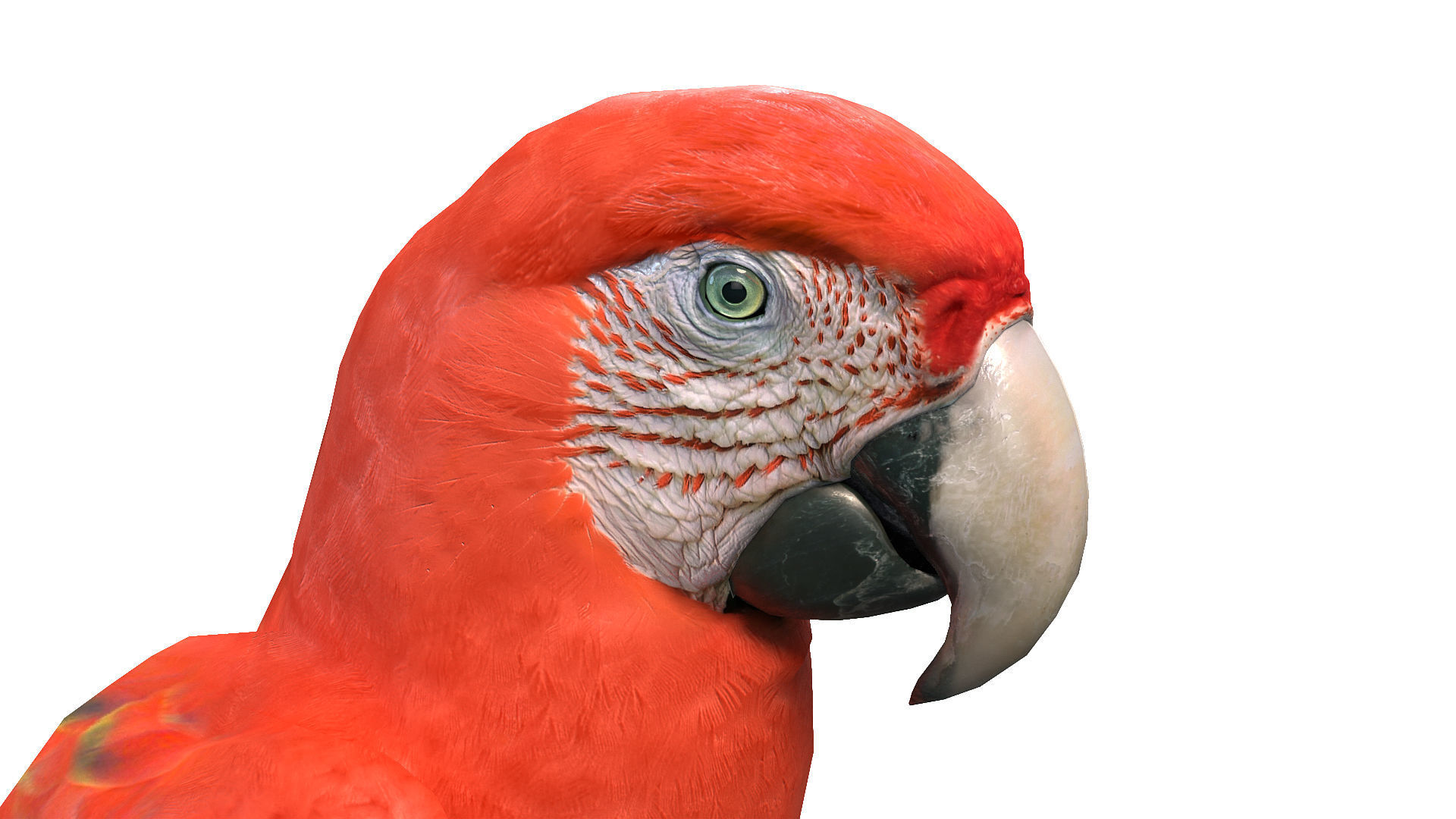 Scarlet Macaw Low-poly 3D model_6