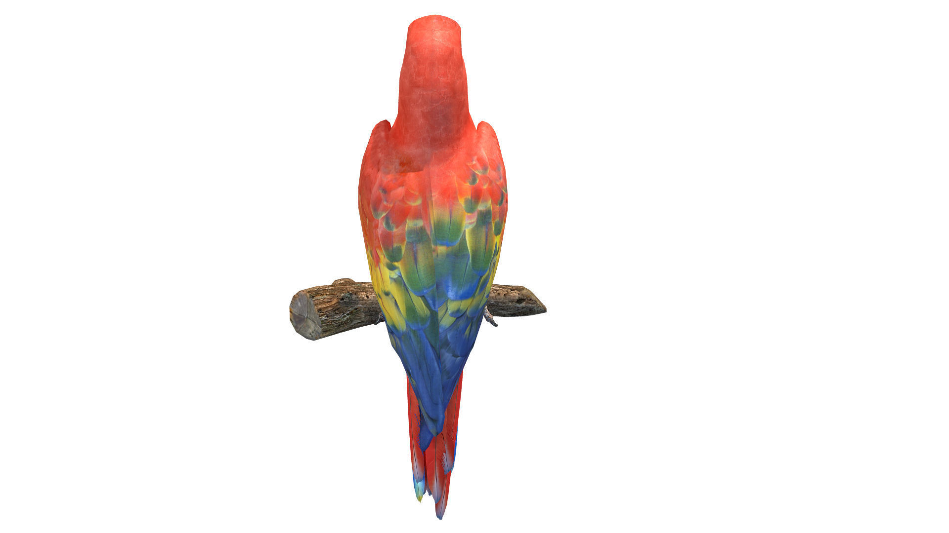 Scarlet Macaw Low-poly 3D model_5