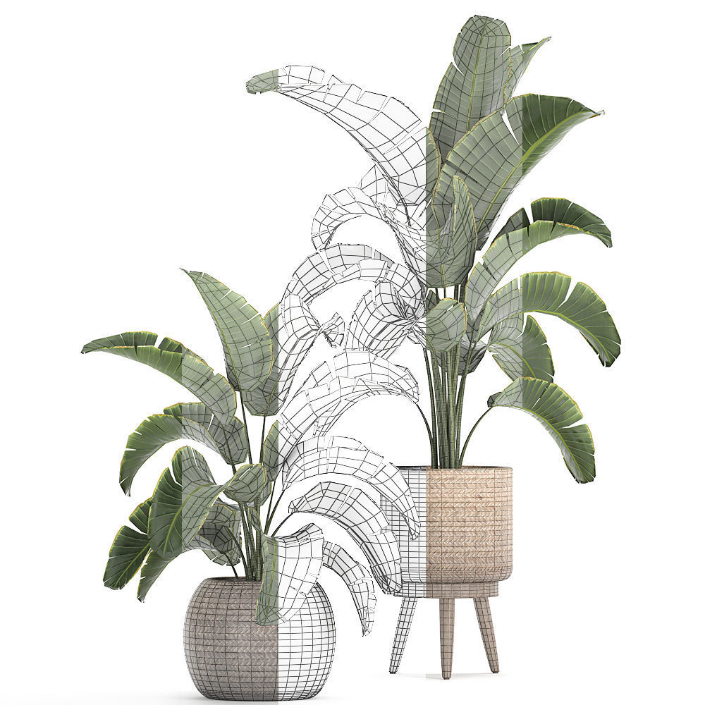 Banana palm in a rattan basket 777 3D model_6