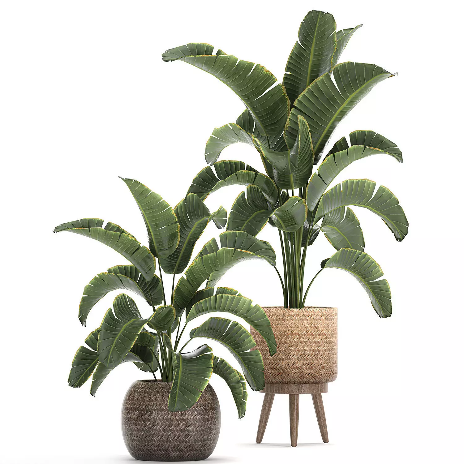 Banana palm in a rattan basket 777 3D model_0
