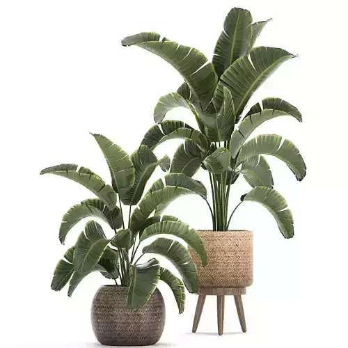 Banana palm in a rattan basket 777 3D model
