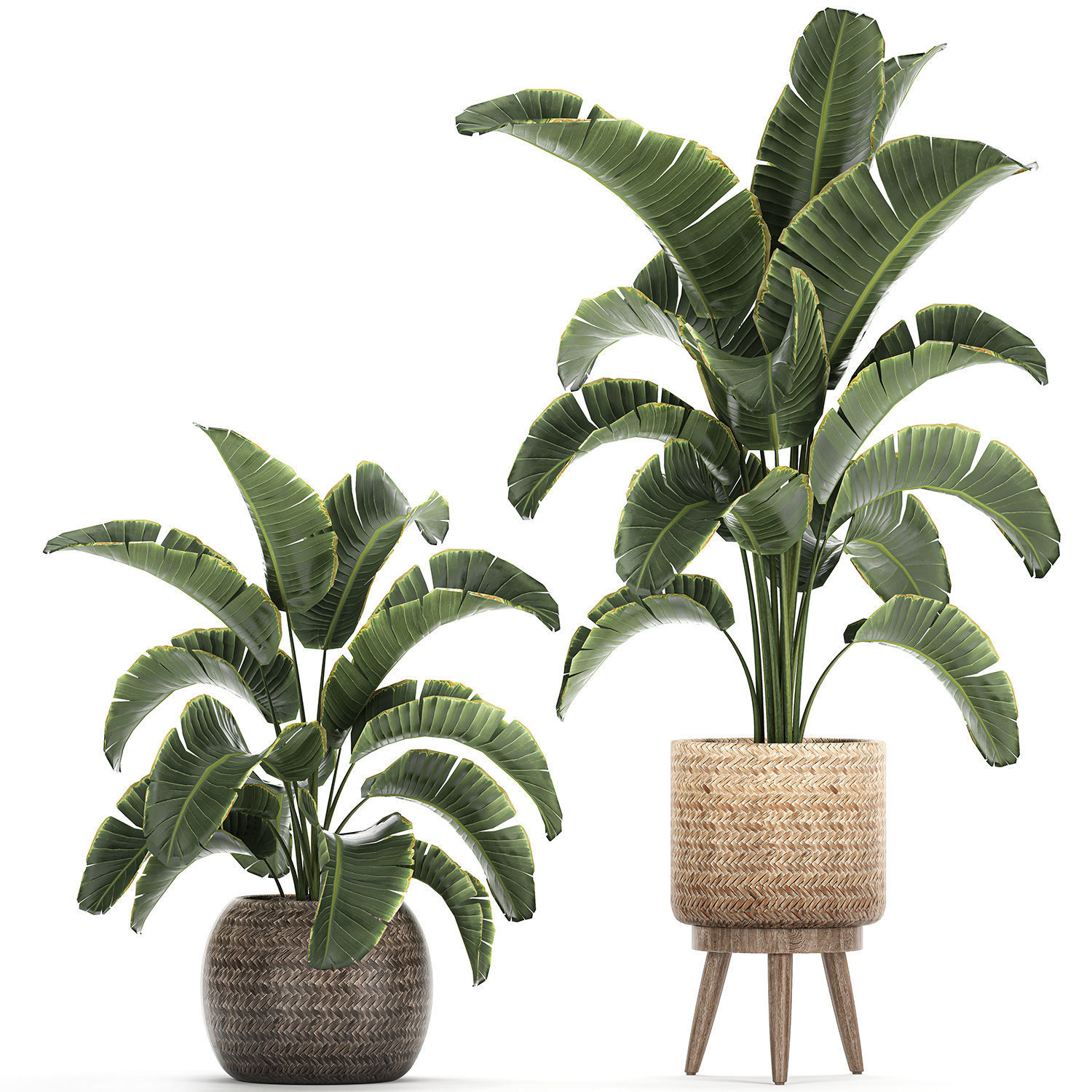 Banana palm in a rattan basket 777 3D model_3