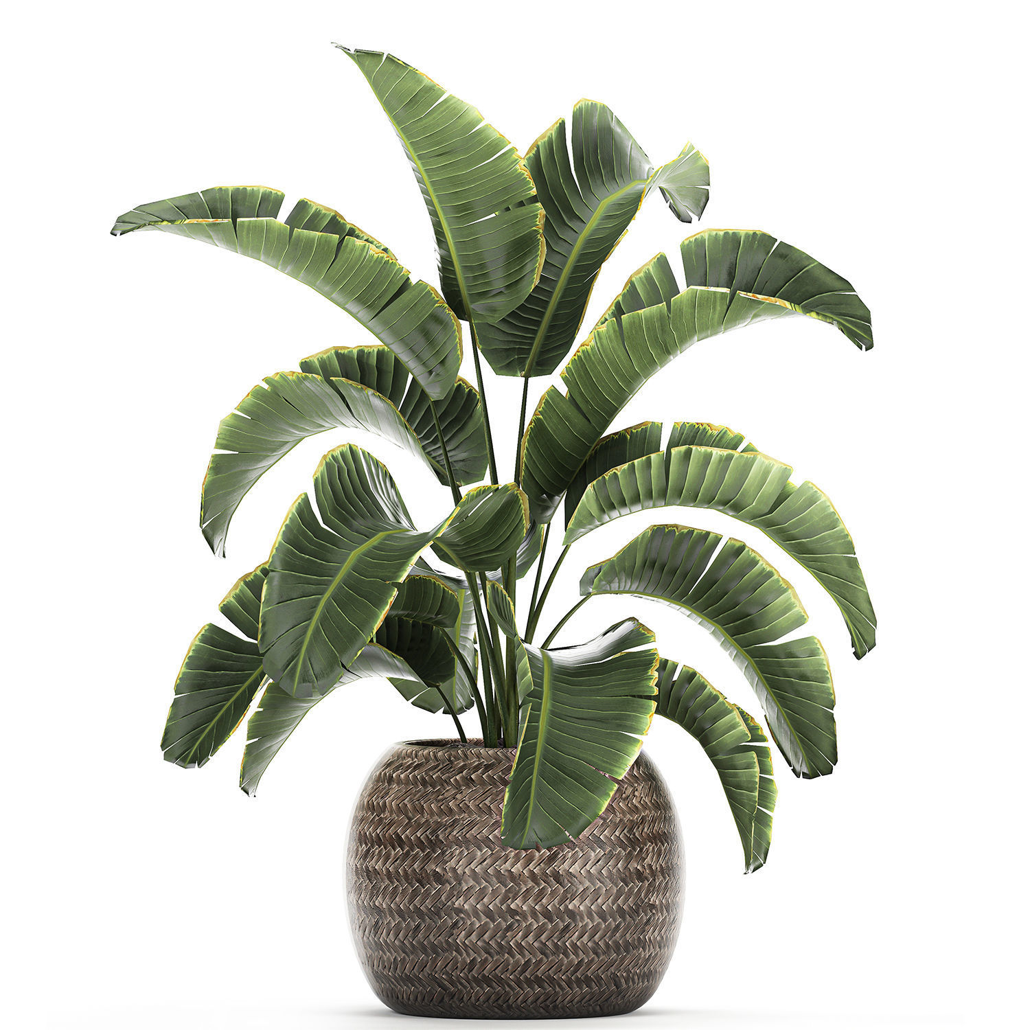 Banana palm in a rattan basket 777 3D model_4