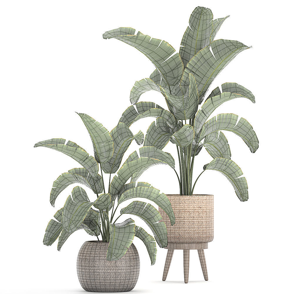 Banana palm in a rattan basket 777 3D model_7
