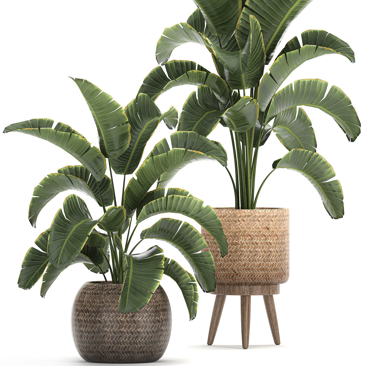 Banana palm in a rattan basket 777 3D model_1