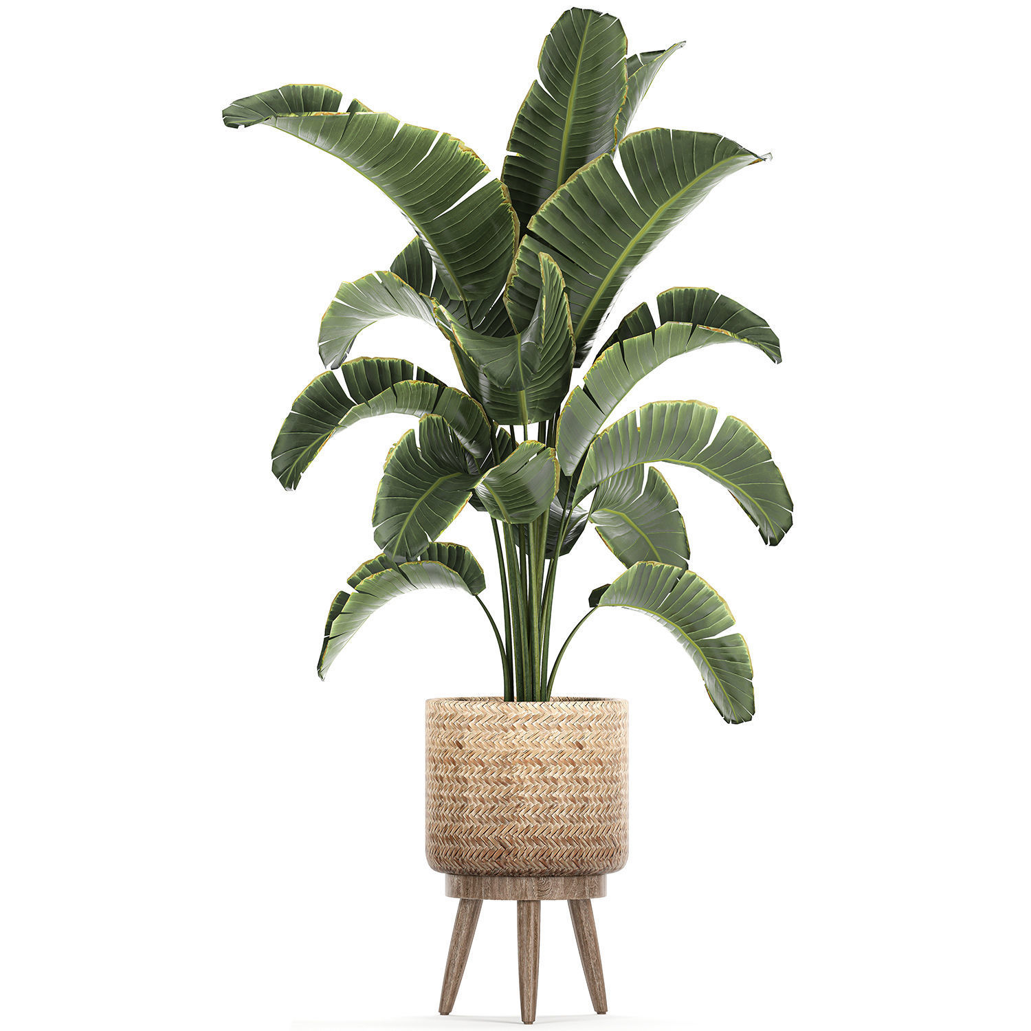 Banana palm in a rattan basket 777 3D model_5