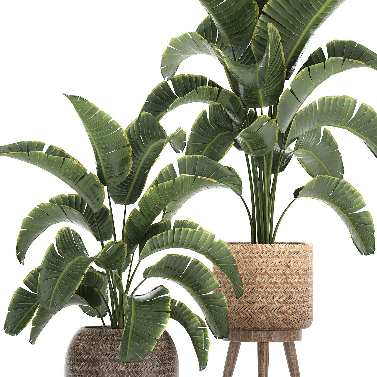 Banana palm in a rattan basket 777 3D model_2