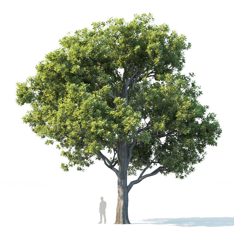Common oak Nr2 H10-13m Three tree set 3D model_3