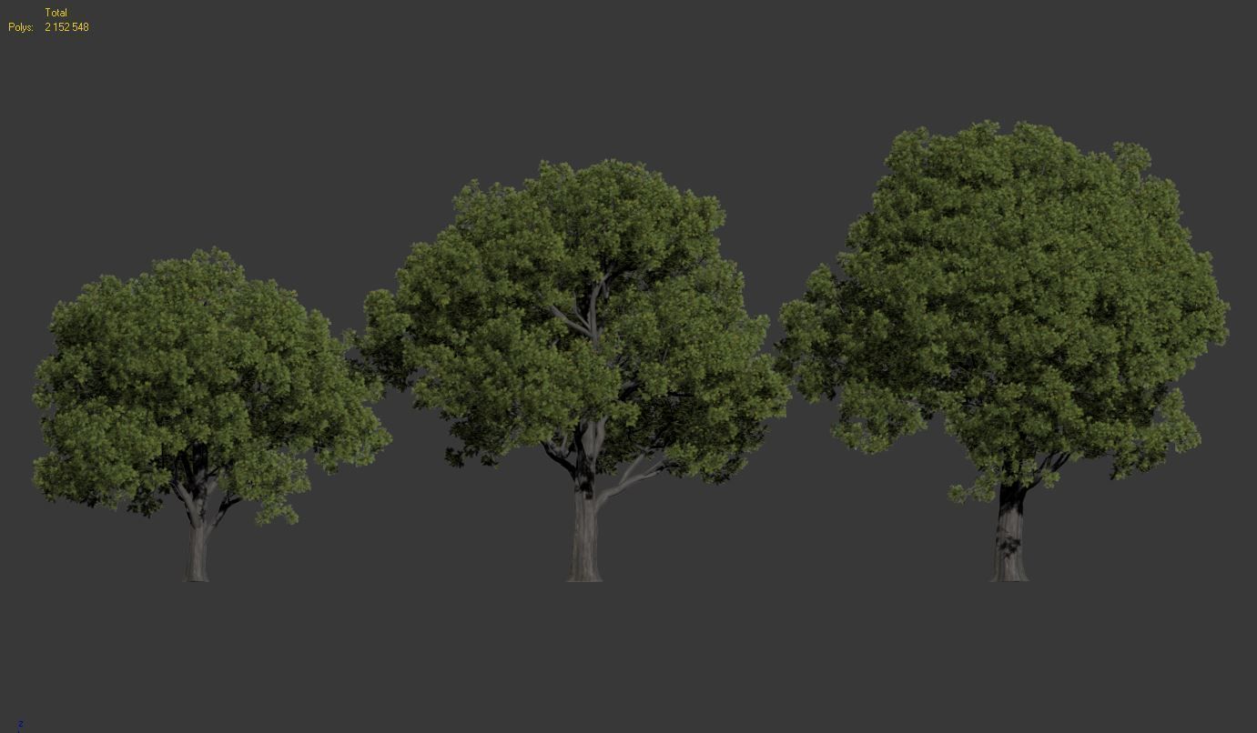 Common oak Nr2 H10-13m Three tree set 3D model_6
