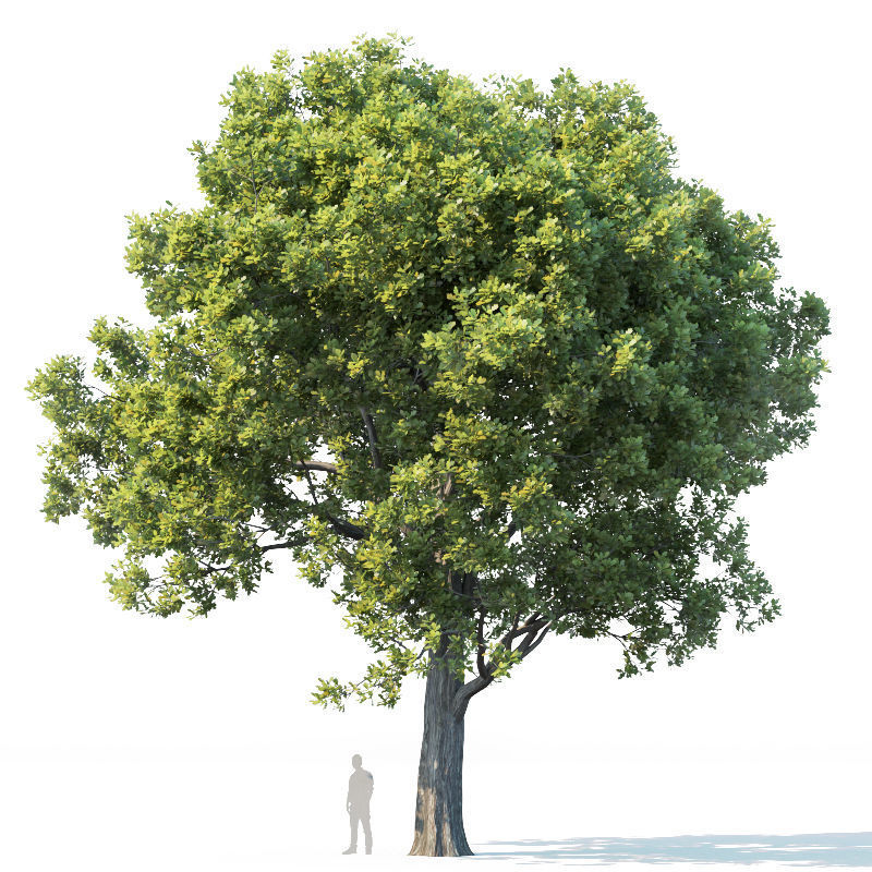 Common oak Nr2 H10-13m Three tree set 3D model_1