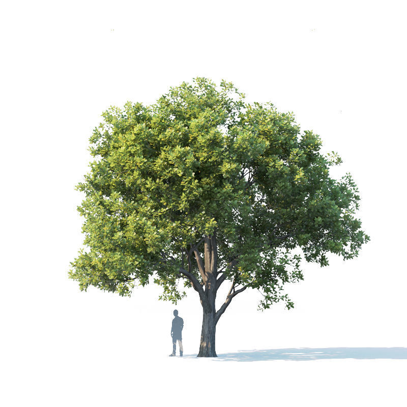 Common oak Nr2 H10-13m Three tree set 3D model_2