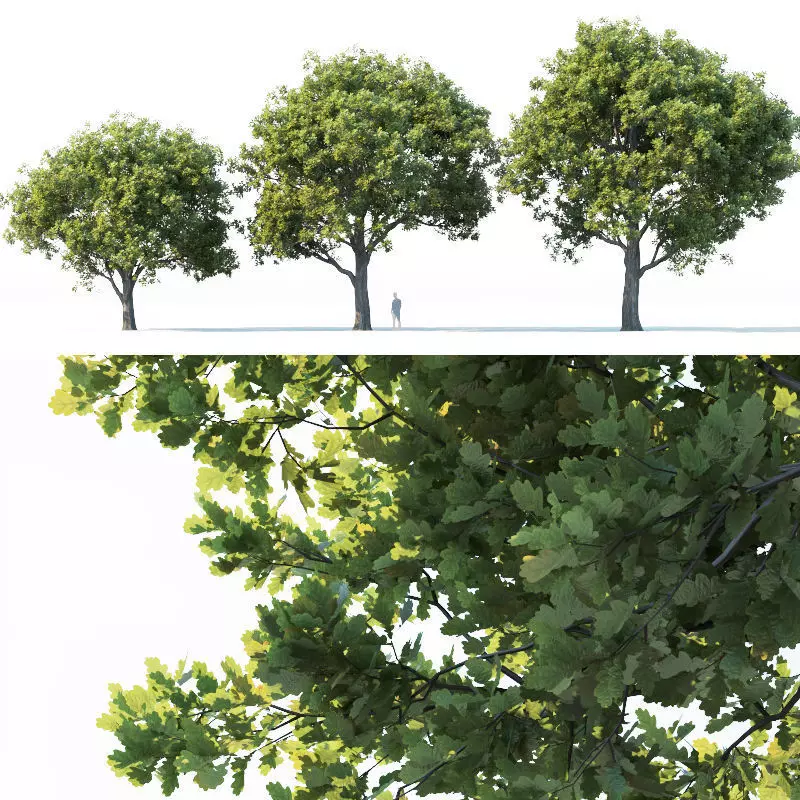Common oak Nr2 H10-13m Three tree set 3D model_0