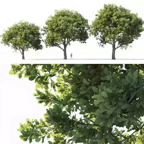 Common oak Nr2 H10-13m Three tree set 3D model