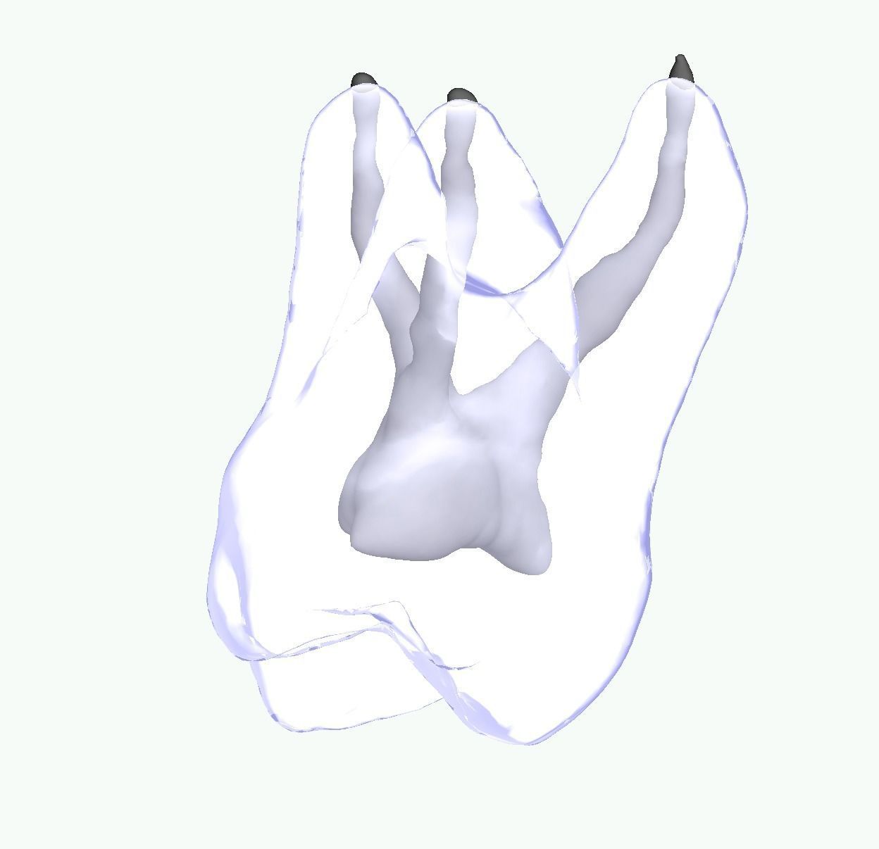Natural tooth anatomy with canal Free 3D print model_1