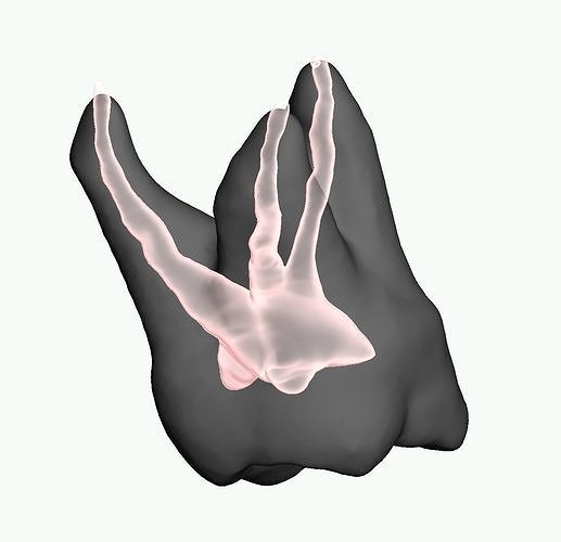 Natural tooth anatomy with canal Free 3D print model
