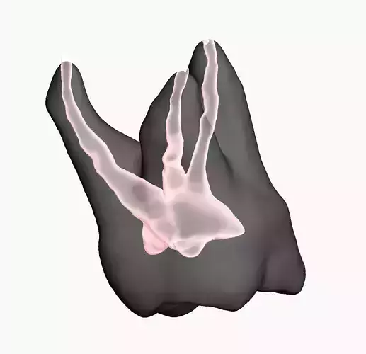 Natural tooth anatomy with root canal Free 3D print model
