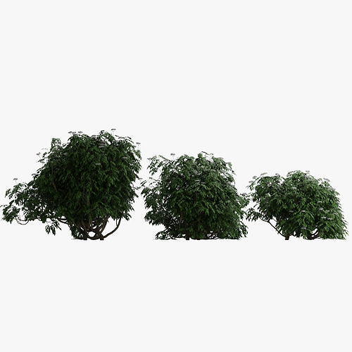 Bushes eucalyptus tree 3D model