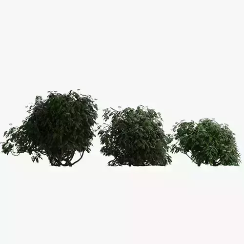 Bushes eucalyptus tree 3D model