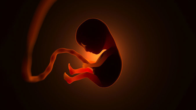 A human embryo that is in the womb during pregnancy 3D model
