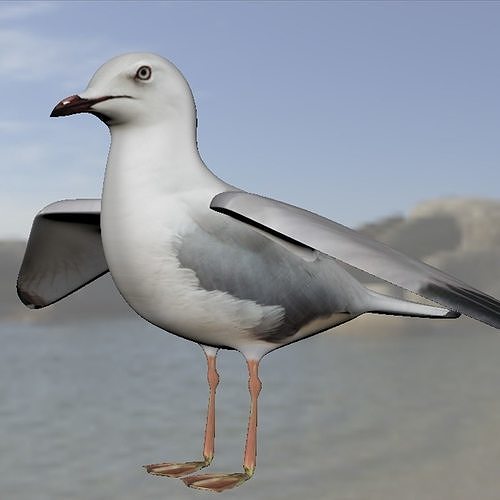 Realistic Seagull Model - Low-poly 3D model
