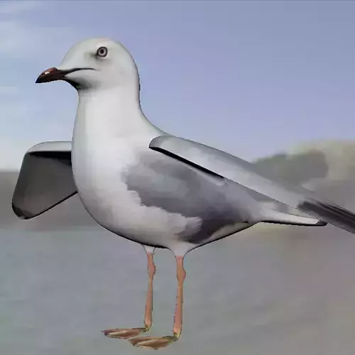 Realistic Seagull Model - Low-poly 3D model