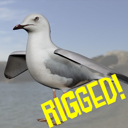 Realistic Seagull Model - Rigged Low-poly 3D model
