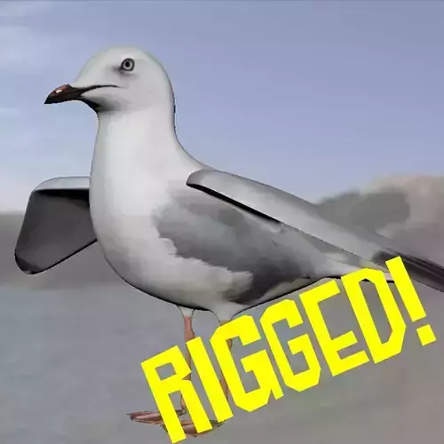 Realistic Seagull Model - Rigged Low-poly 3D model