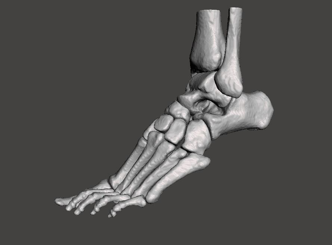 Left Foot - male 3D model