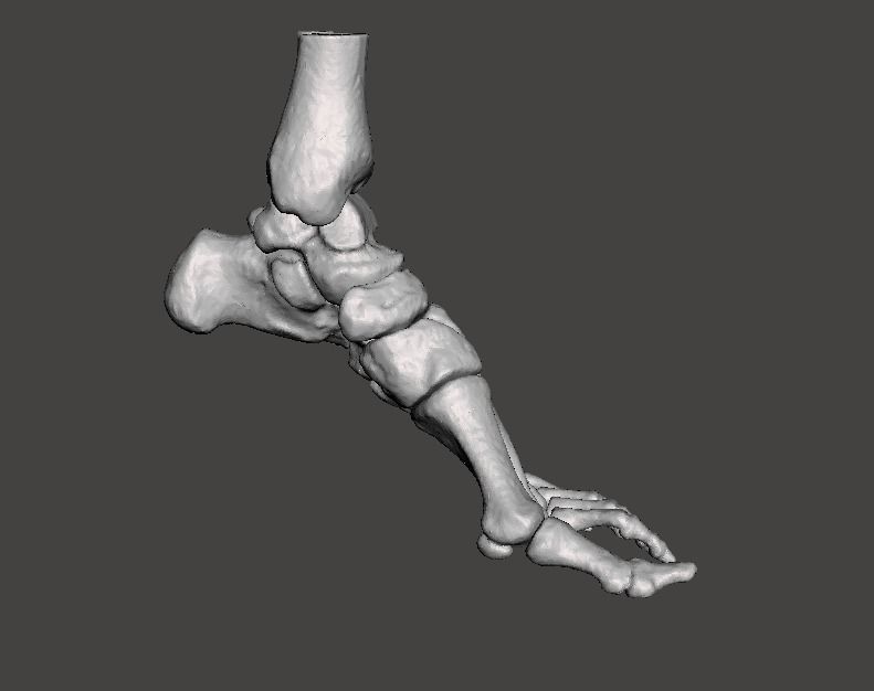 Left Foot - male 3D model_1