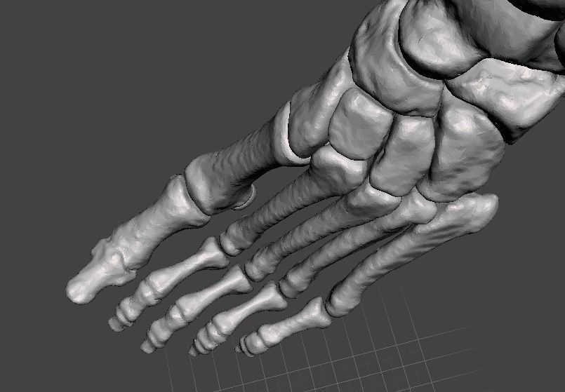 Left Foot - male 3D model_15