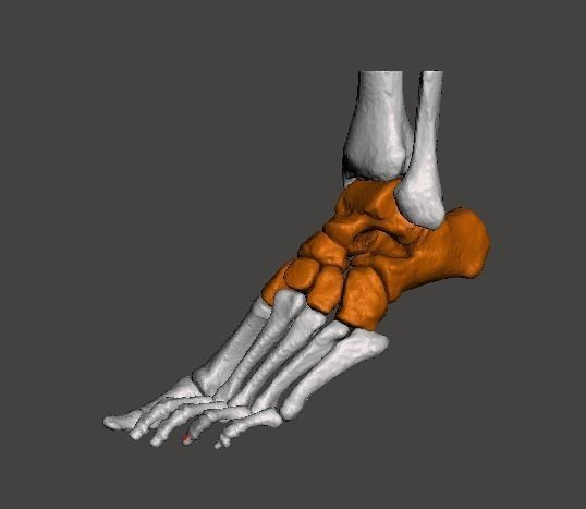 Left Foot - male 3D model_6