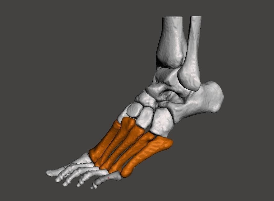 Left Foot - male 3D model_7