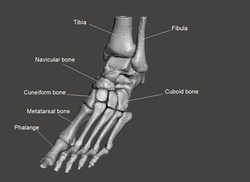 Left Foot - male 3D model_3