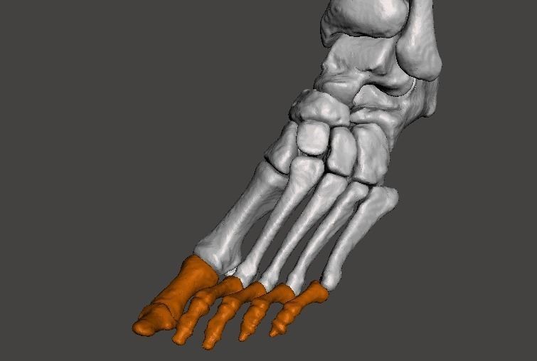 Left Foot - male 3D model_8