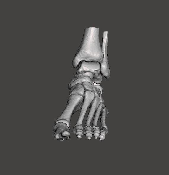 Left Foot - male 3D model_5