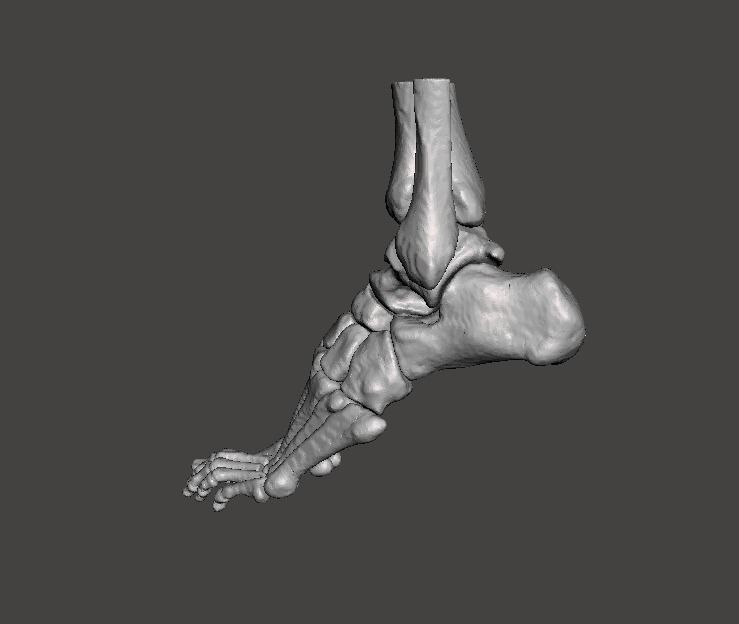 Left Foot - male 3D model_27